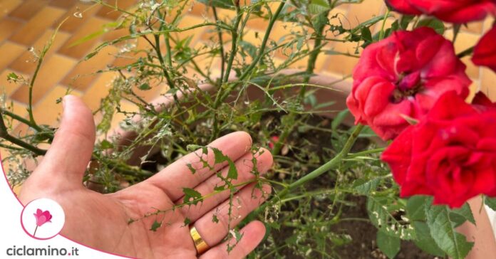 rosa foglie scheletriche