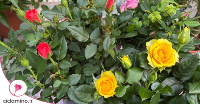 roselline