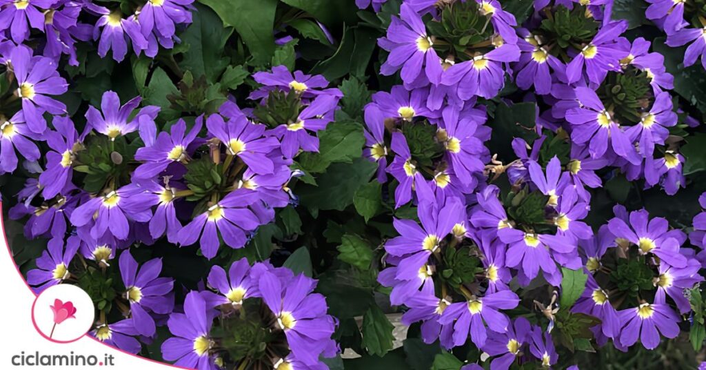 scaevola fiori