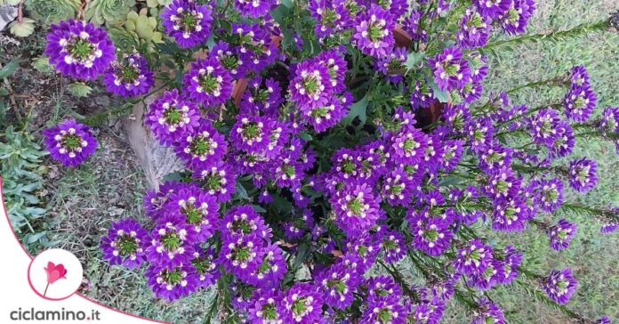 scaevola fiori ventaglio