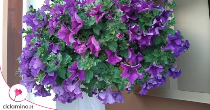 surfinia viola