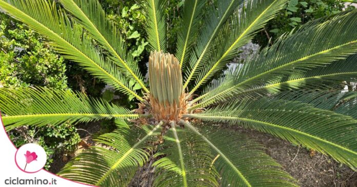 Cycas foglie nuove deformate