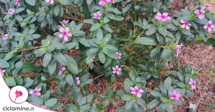 Pervinca del Madagascar Catharanthus roseus