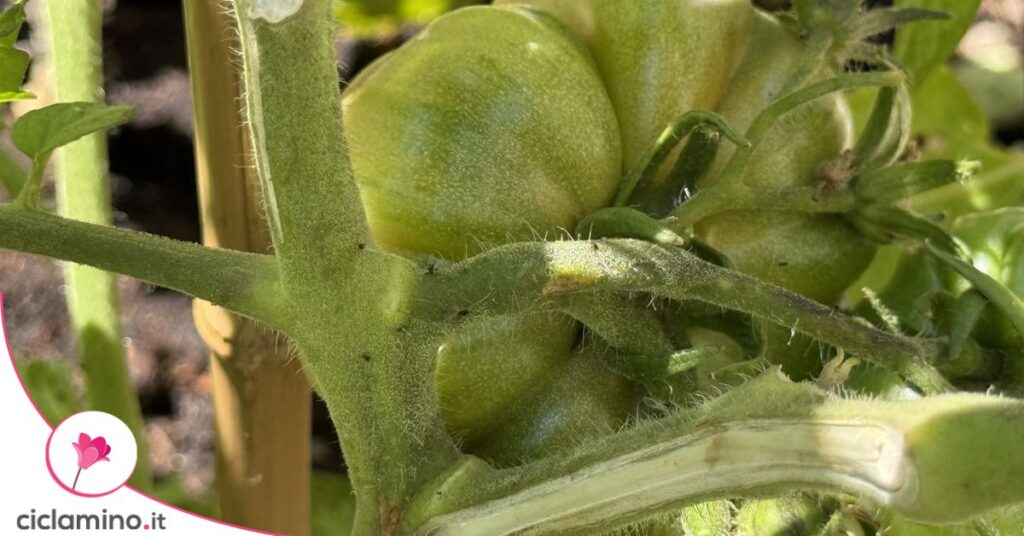 afidi-neri-pomodoro