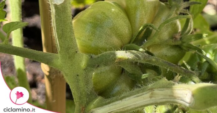 afidi-neri-pomodoro