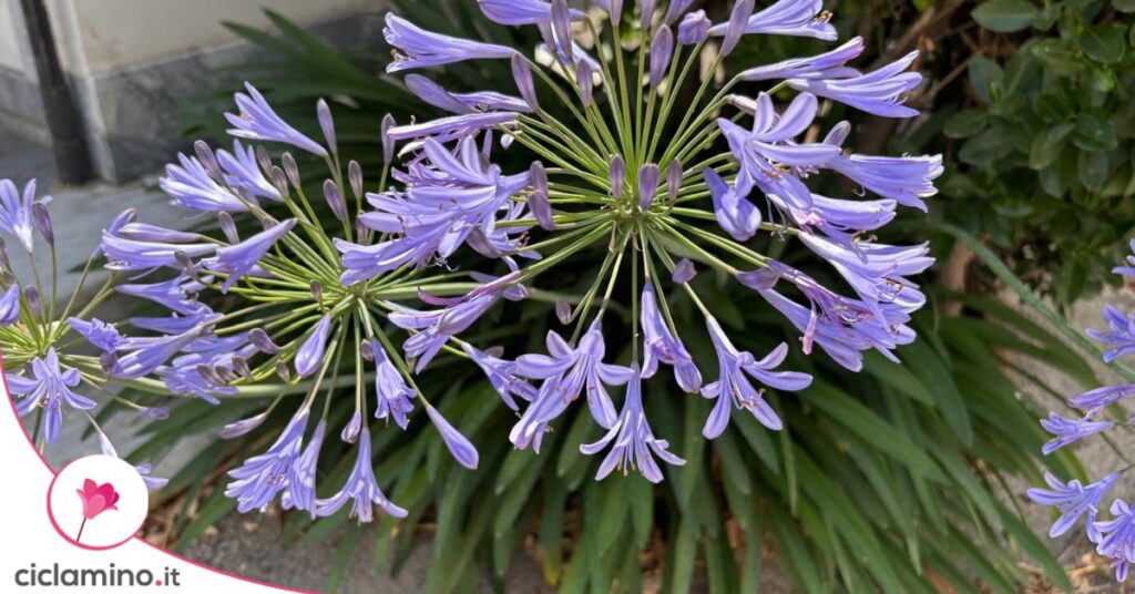 agapanto fiorito