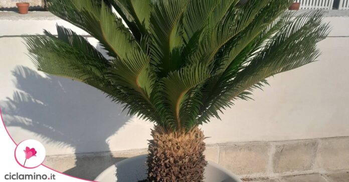 cycas caldo