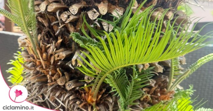 polloni cycas cigli dal tronco