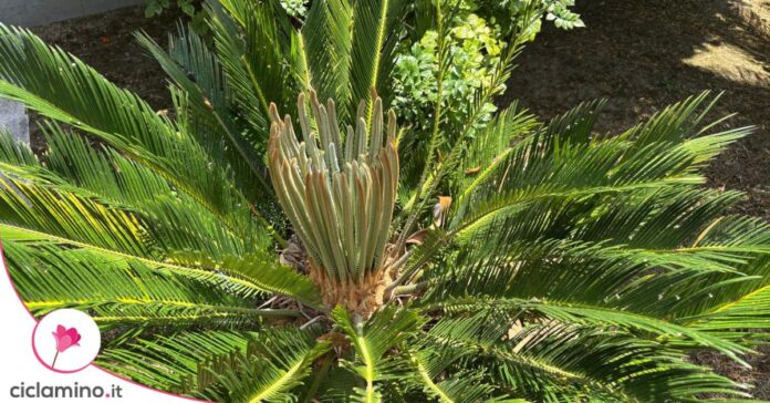 cycas nuove foglie