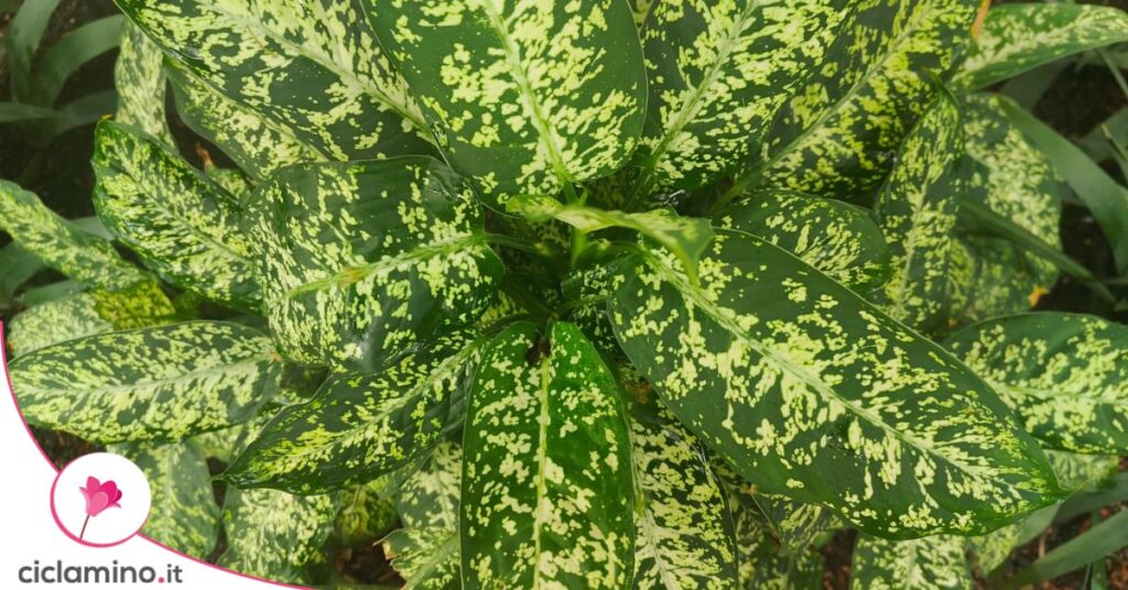 dieffenbachia