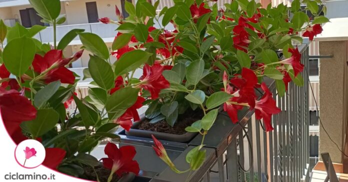 dipladenia