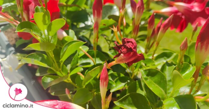 dipladenia fiore secco