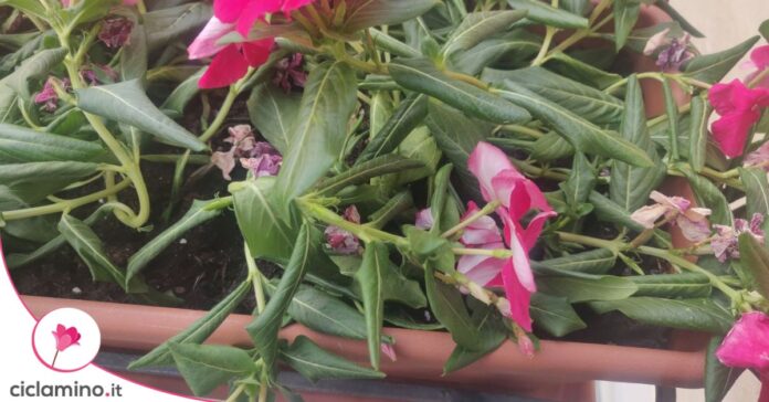 dipladenia foglie accartocciate