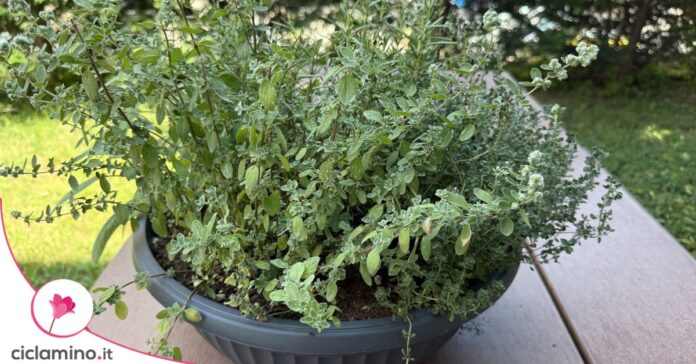 erbe-aromatiche