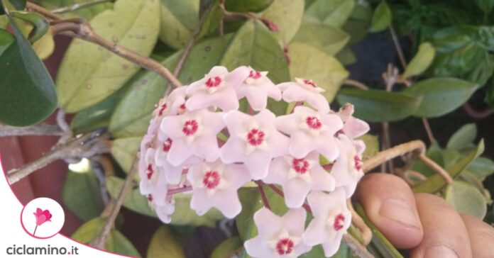 fiore di cera