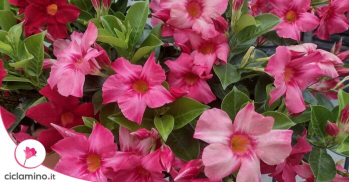fiori dipladenia