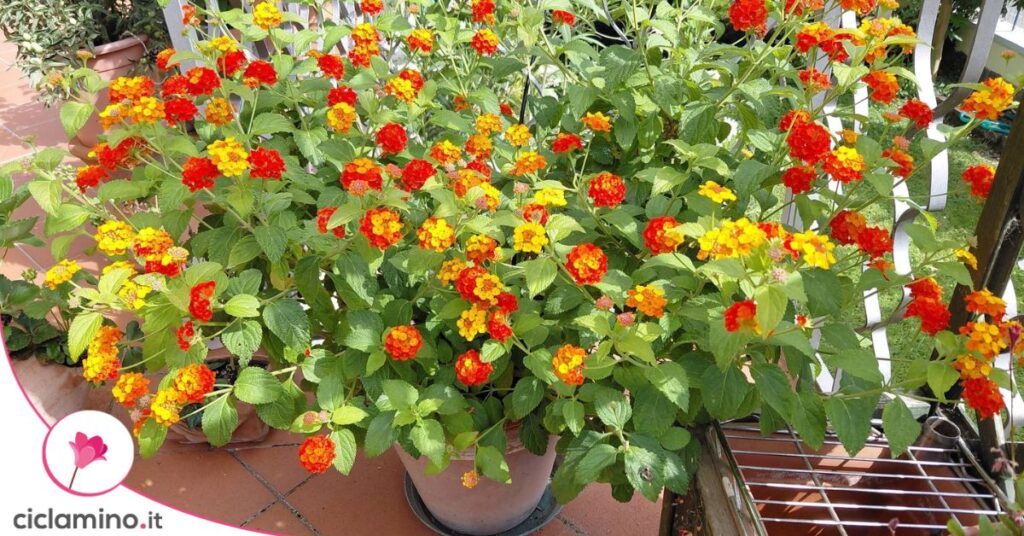 fiori lantana