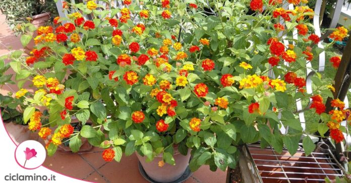 fiori lantana