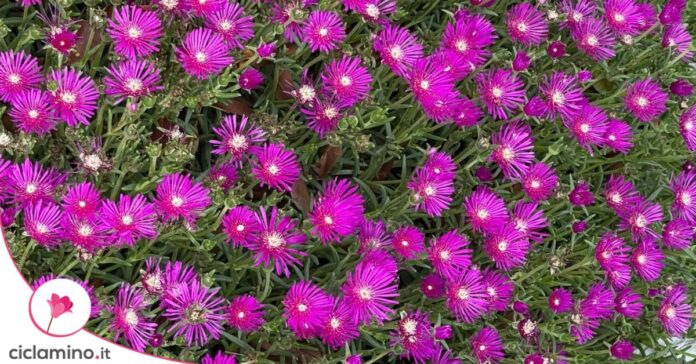 fiori mesembriantemo