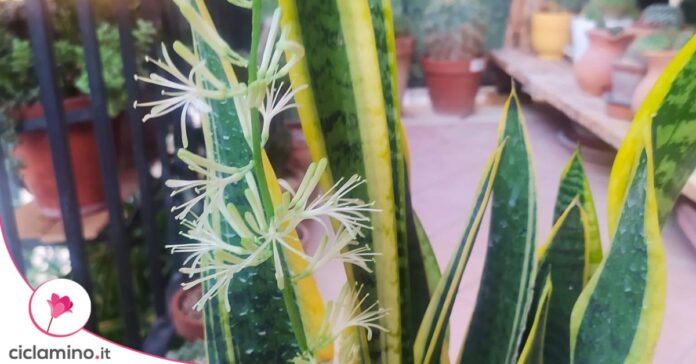 fiori sansevieria