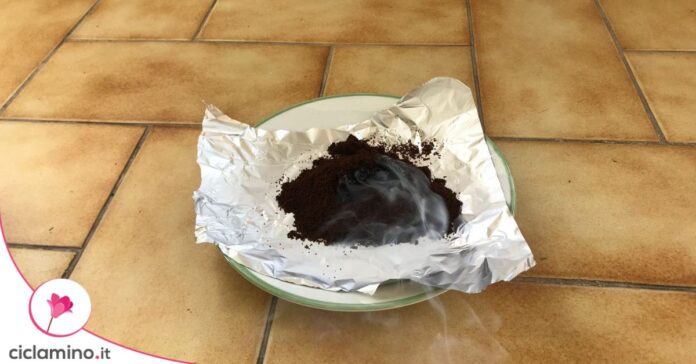 fondi caffè bruciati zanzare