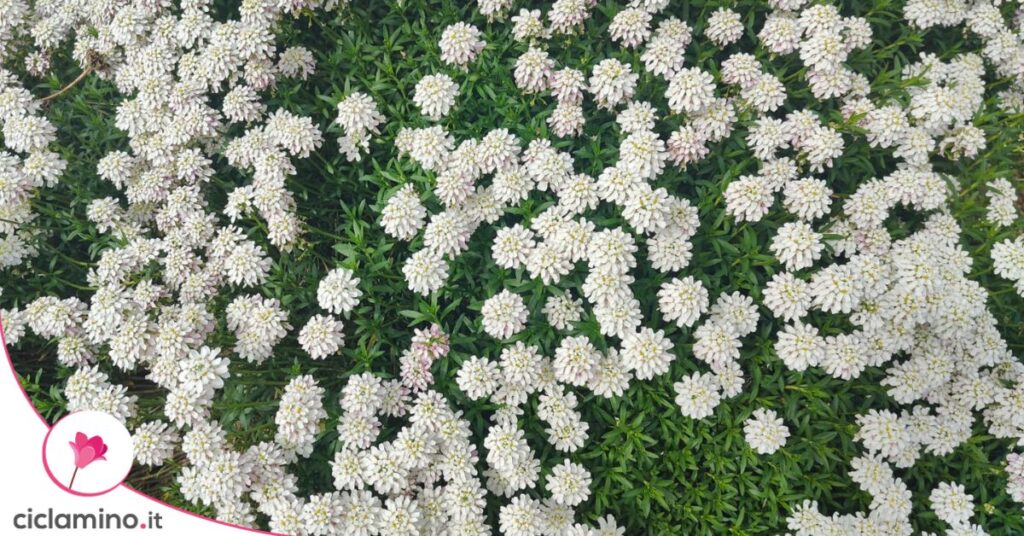 iberis sempreverde