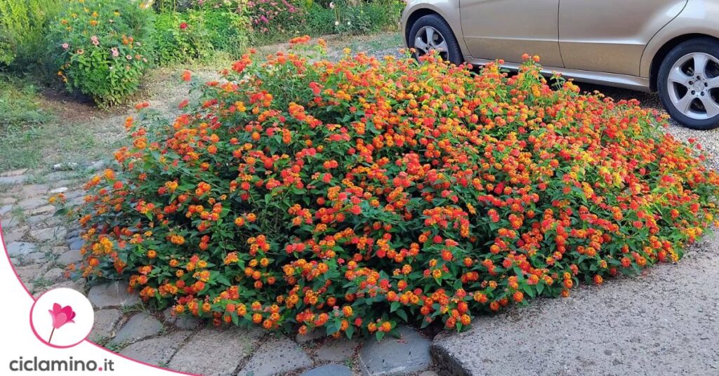 lantana cespuglio