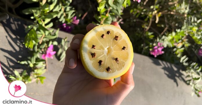 limone chiodi di garofano