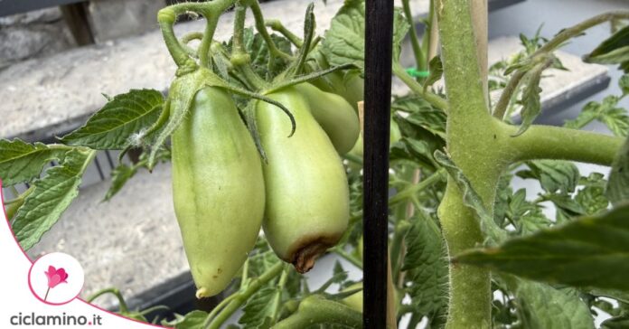 marciume-apicale-pomodoro