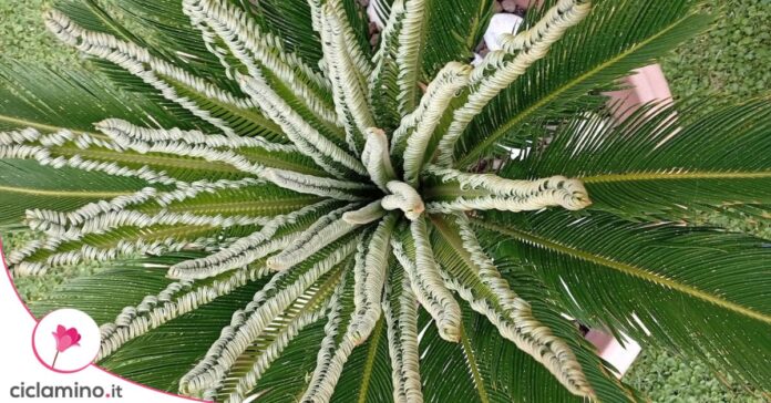 nuove foglie cycas