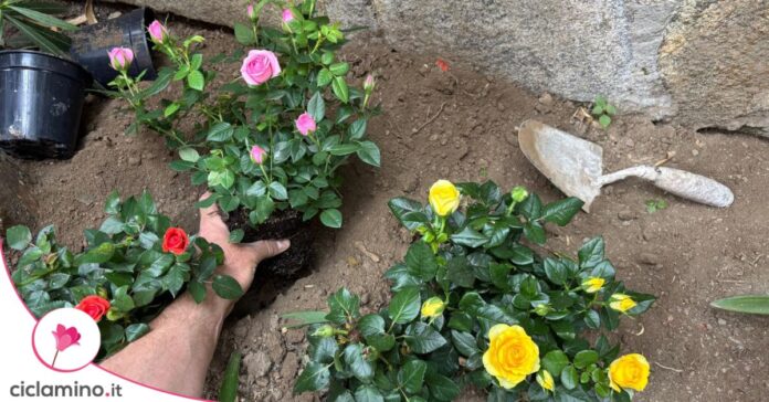 piantare rose
