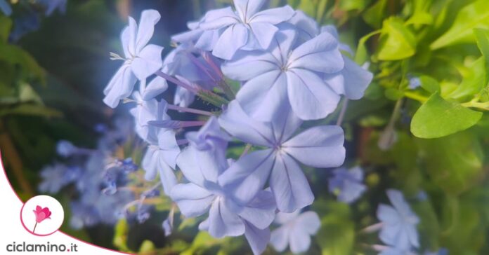 plumbago fiore