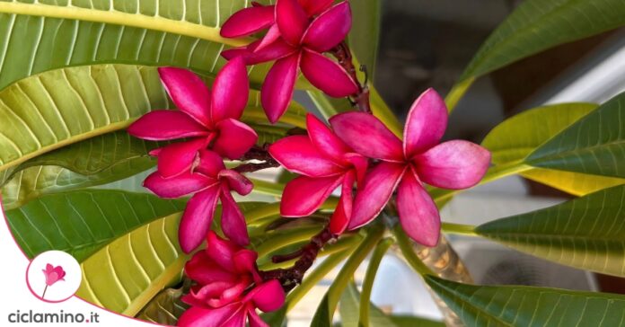 pomelia plumeria frangipani