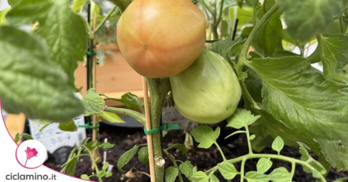 pomodori-fascetta