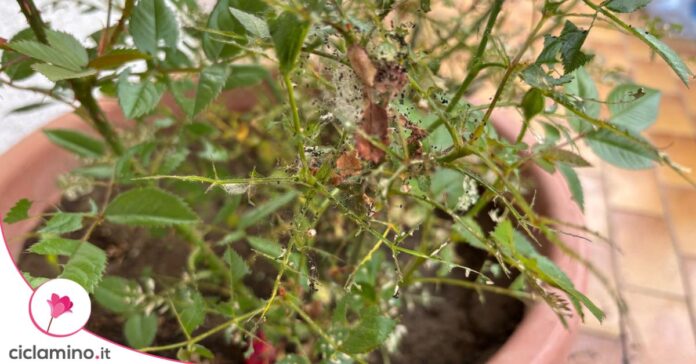 ragnatele rose