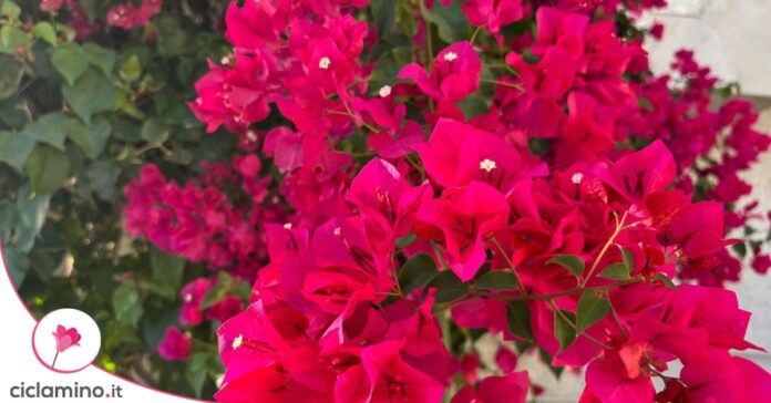 rinvasare bouganvillea