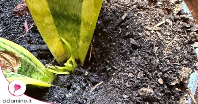 sansevieria