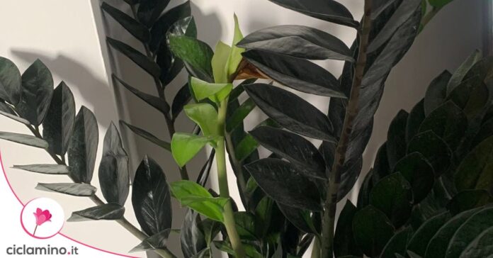 zamia