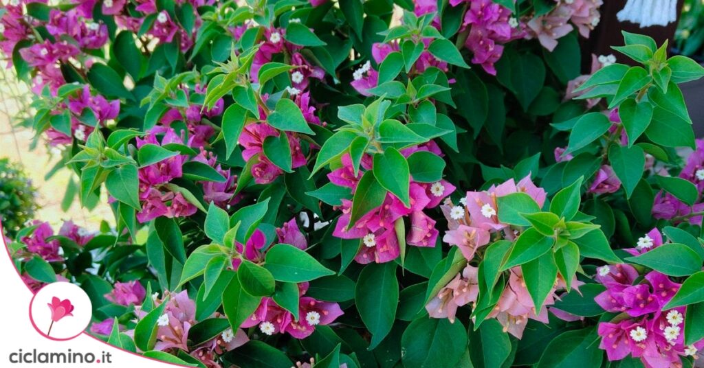 Bougainvillea Mini Thai