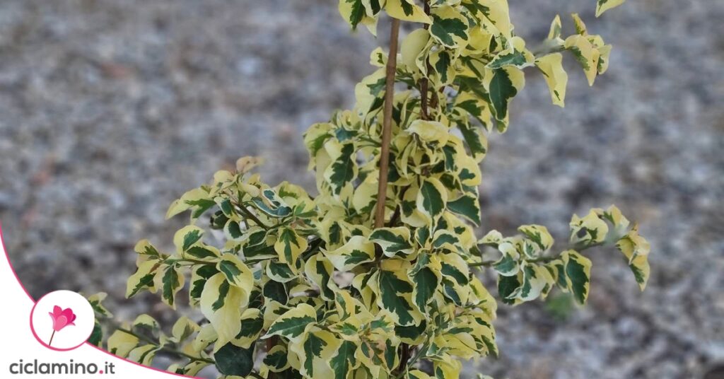 Bougainvillea Raspberry Ice