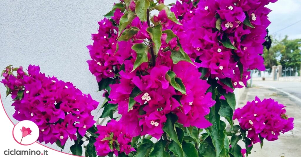 Bougainvillea Specto-Glabra