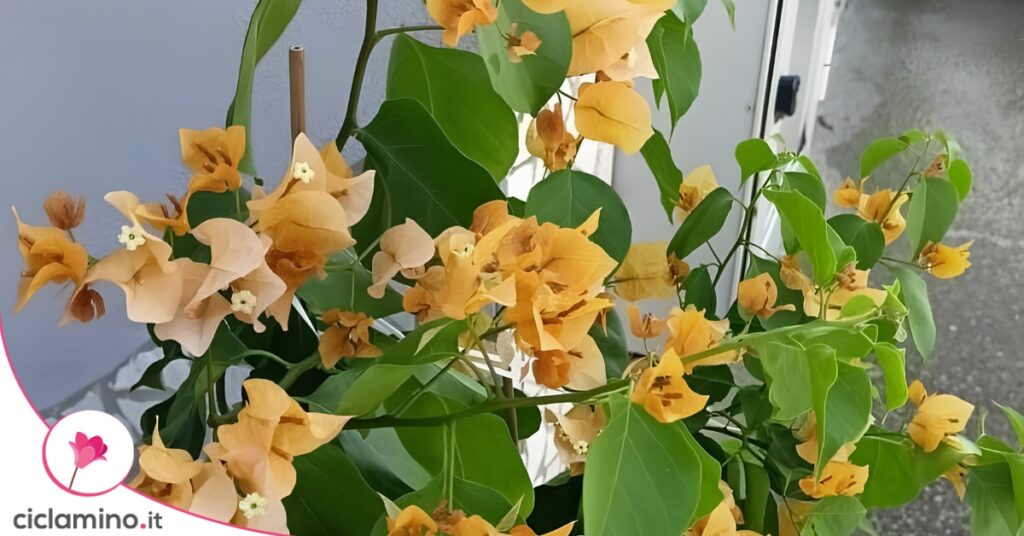 Bougainvillea x buttiana Lady Mary Baring