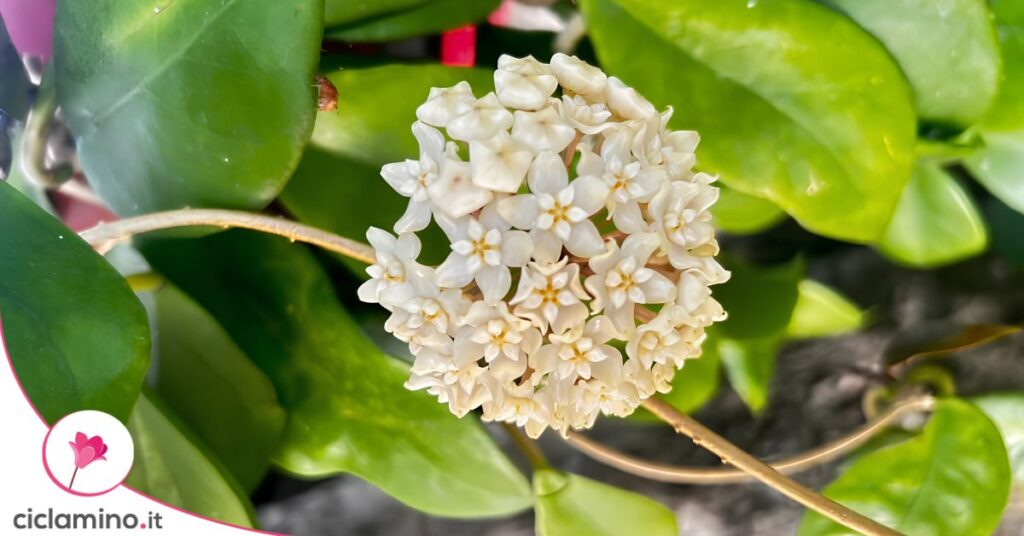 Hoya latifolia