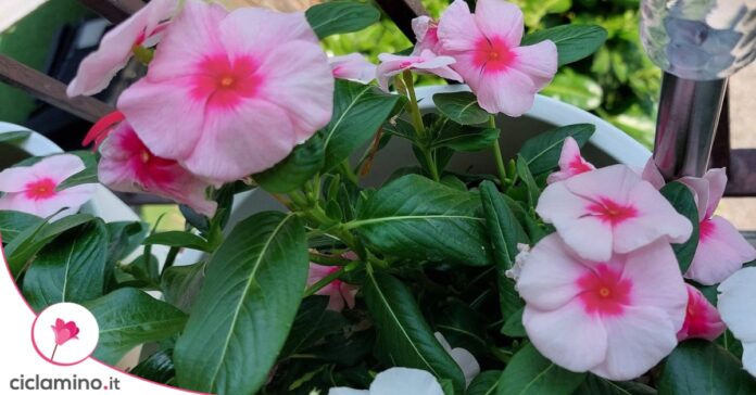 Pervinca del Madagascar