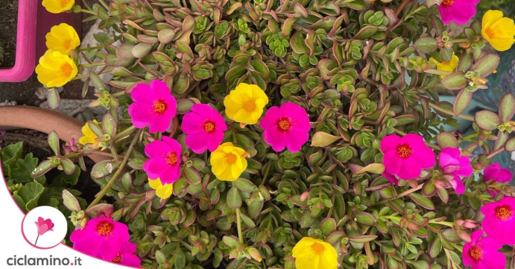 Portulaca grandiflora
