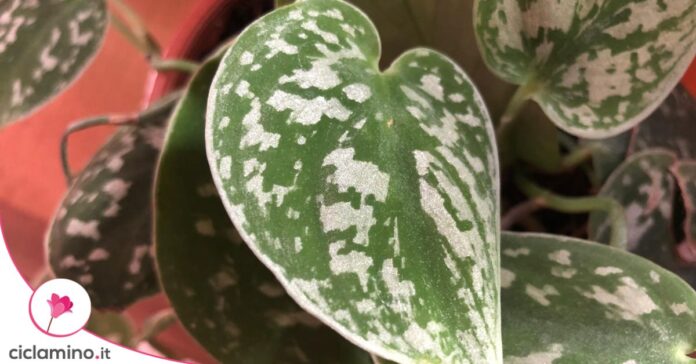 Pothos variegatura foglie