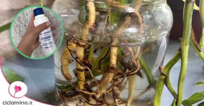 acqua ossigenata radici orchidee
