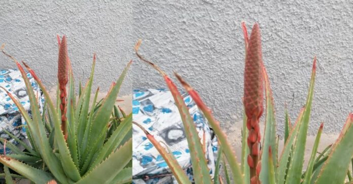 aloe-vera