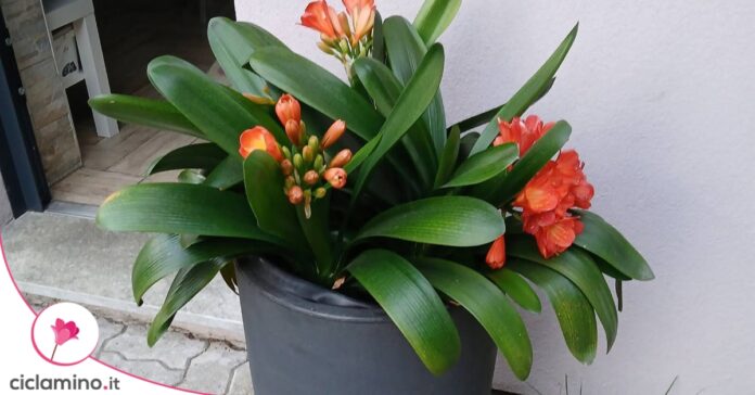 clivia-vaso