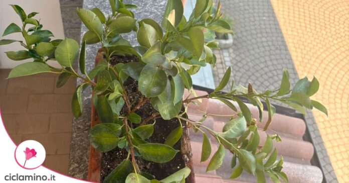 dipladenia solo foglie
